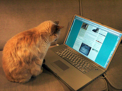 blogging-cat